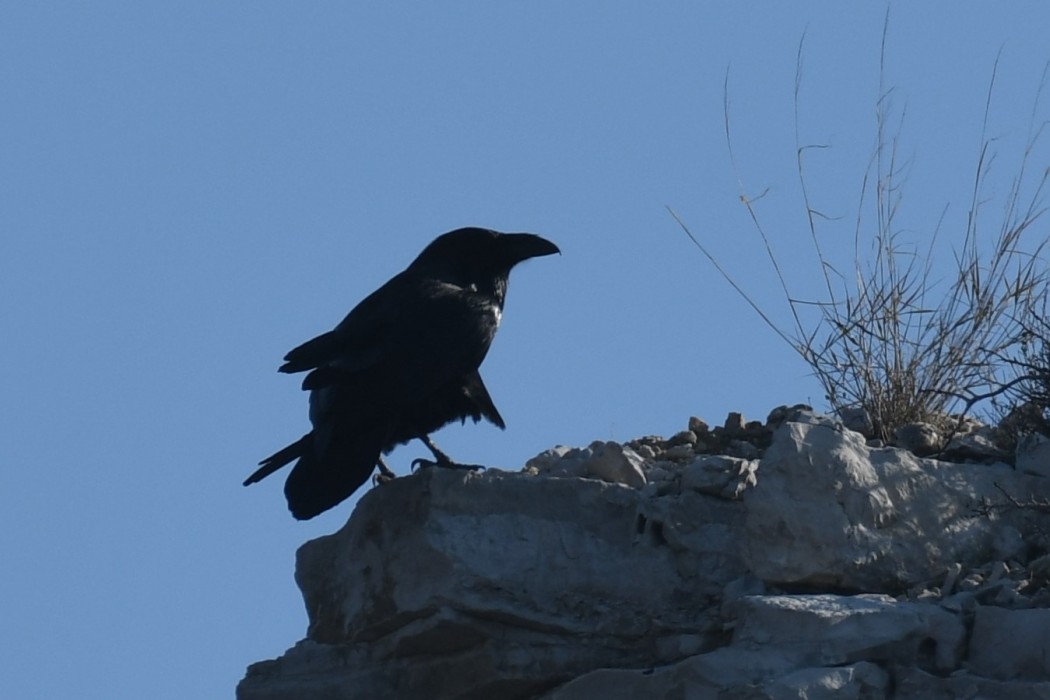 Northern Raven
