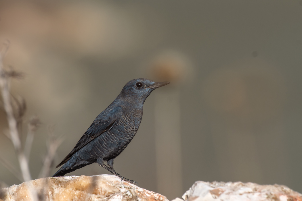 Blue Rock Thrush