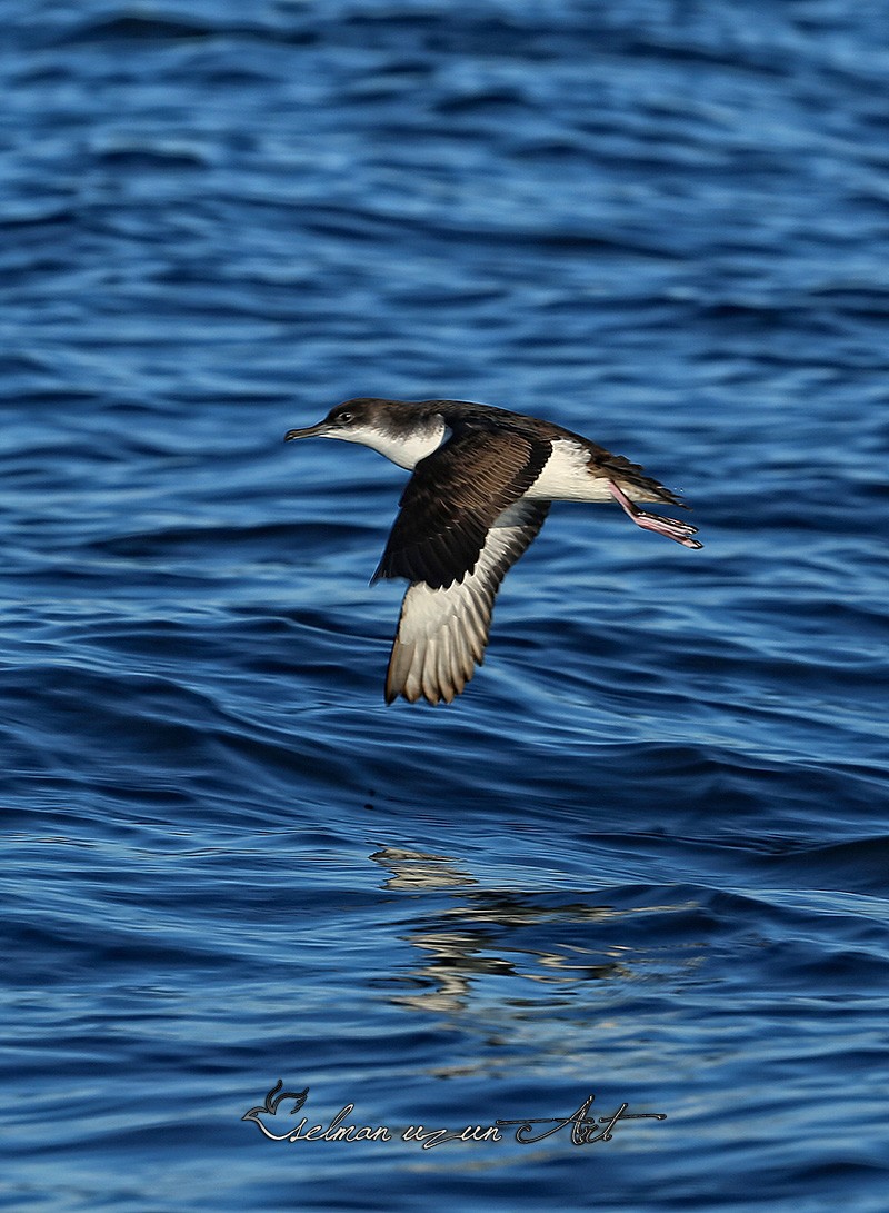 Yelkouan Shearwater