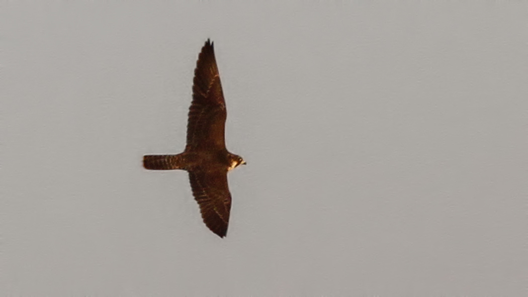 Peregrine Falcon