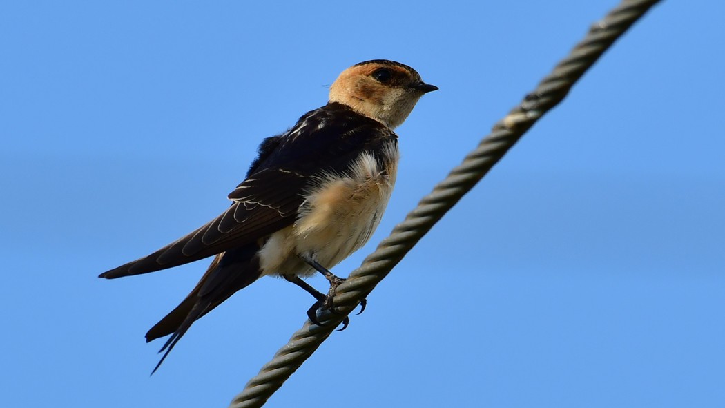 European Red-rumped Swallow