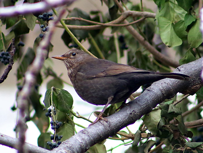 Common Blackbird