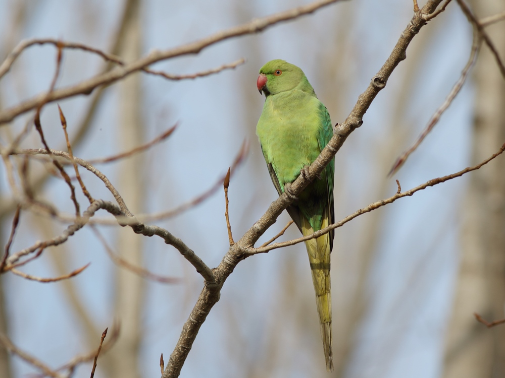 Rose-ringed Parakeet