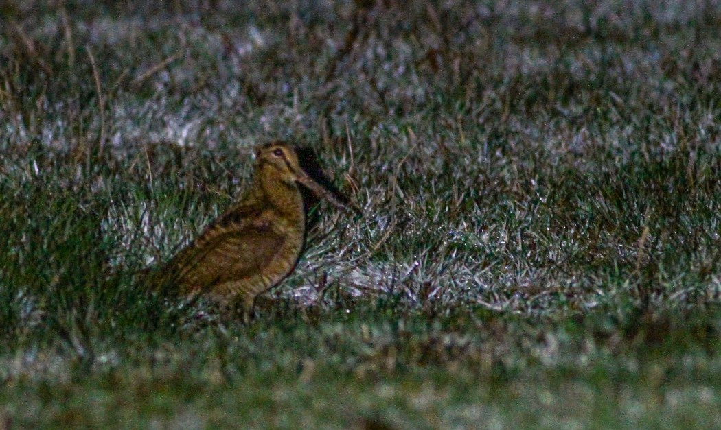 Eurasian Woodcock