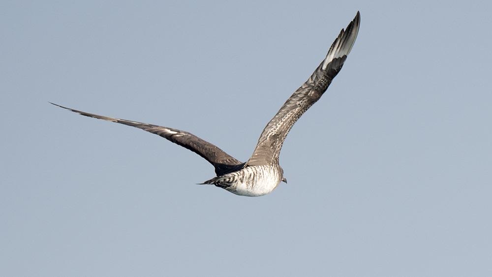 Pomarine Jaeger