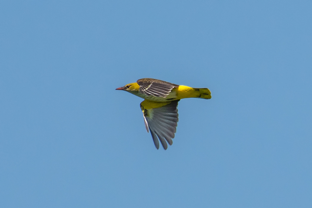 Eurasian Golden Oriole
