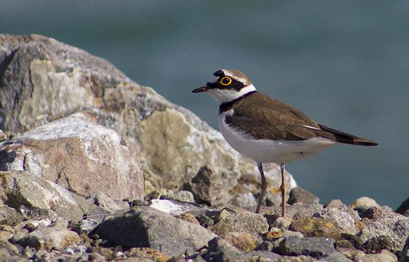 Little Ringed Plover