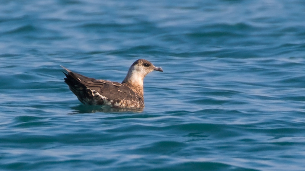 Parasitic Jaeger