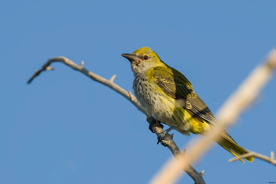 Eurasian Golden Oriole