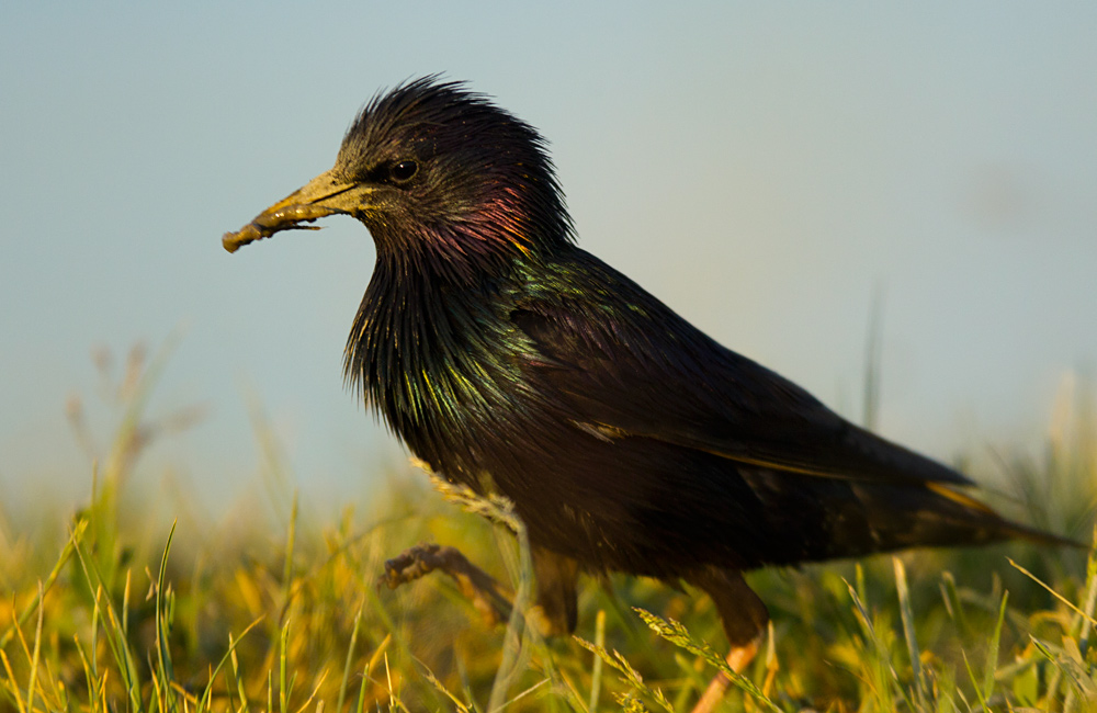 Common Starling