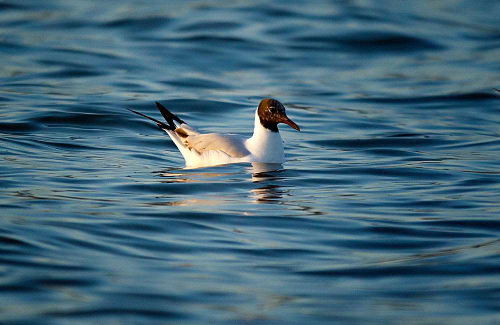 Black-headed Gull