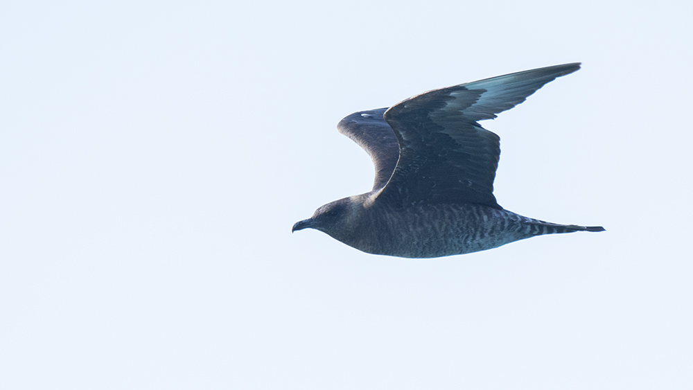 Pomarine Jaeger