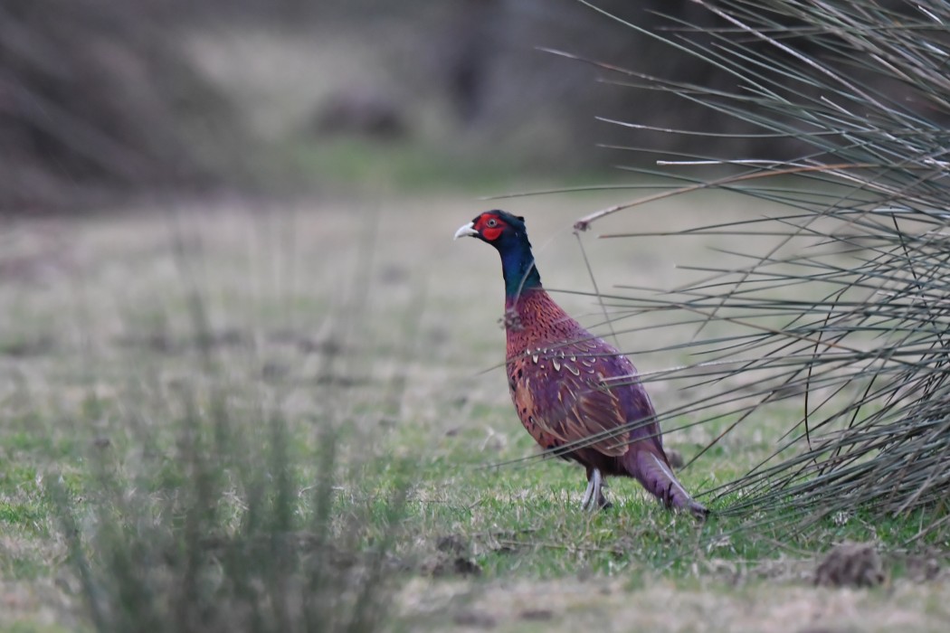 Common Pheasant