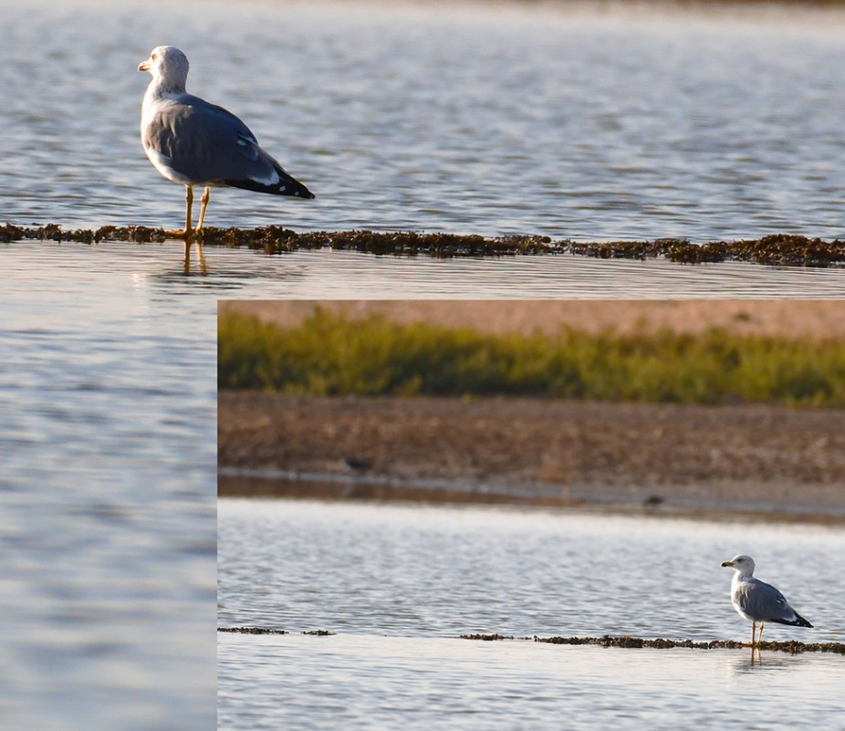 Yellow-legged Gull