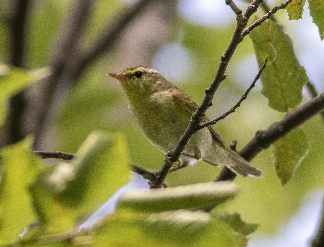 Green Warbler