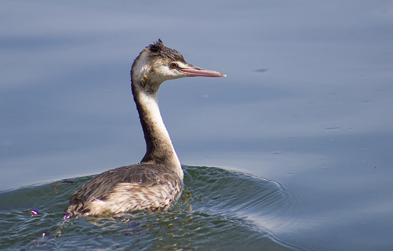 Great Crested Grebe