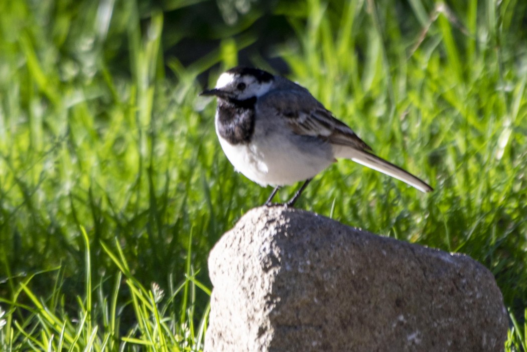 White Wagtail