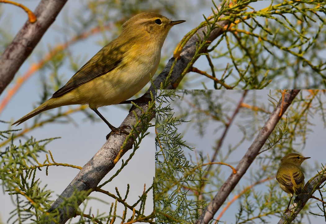 Common Chiffchaff