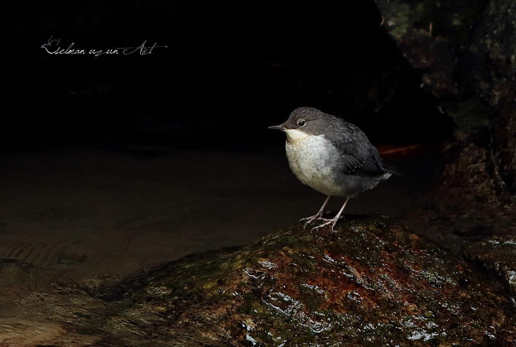 White-throated Dipper