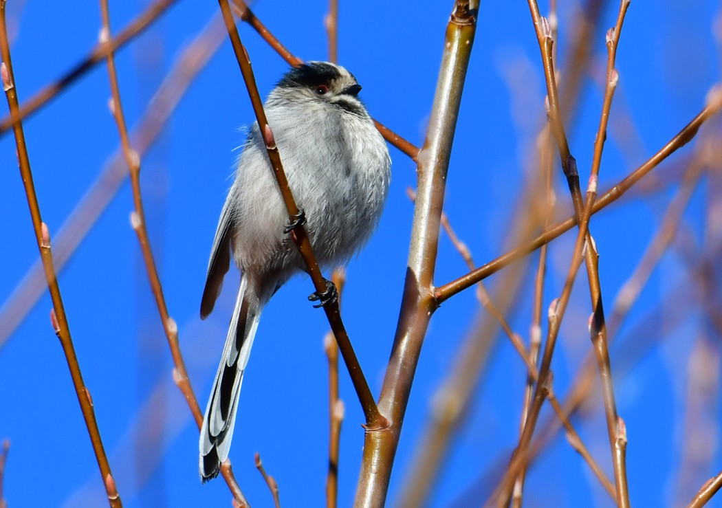 Long-tailed Tit