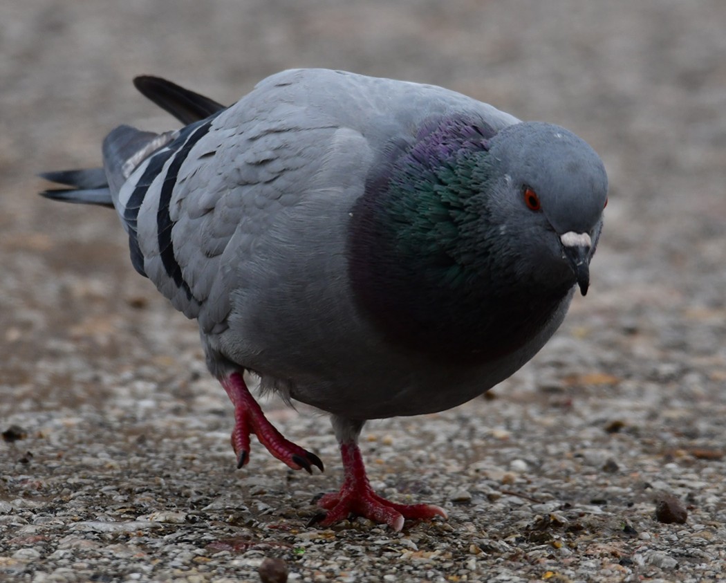 Rock Dove