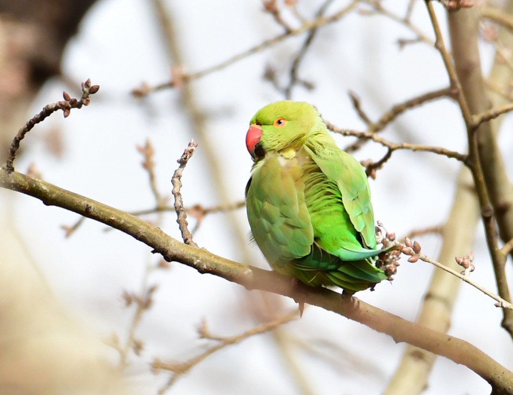 Rose-ringed Parakeet