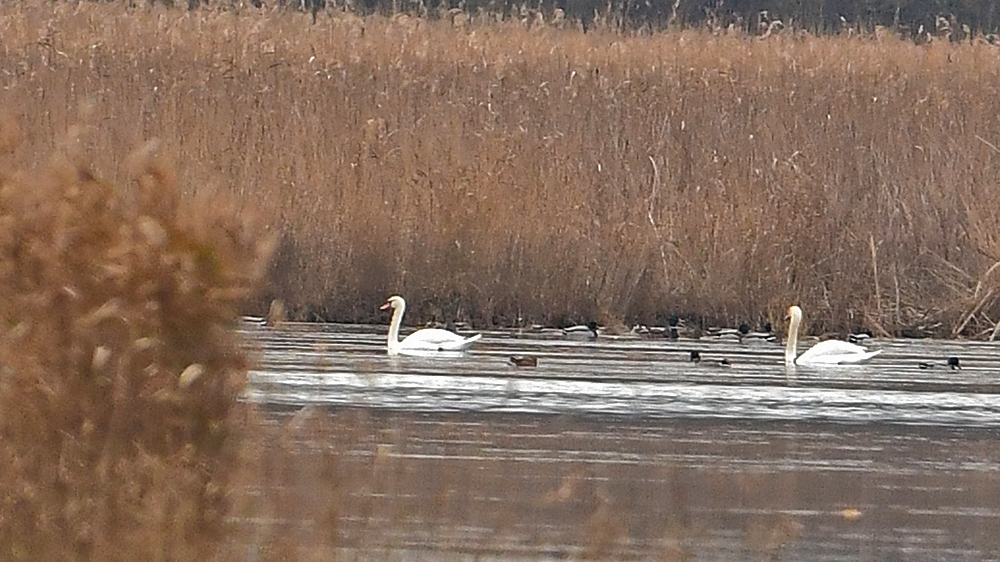 Mute Swan