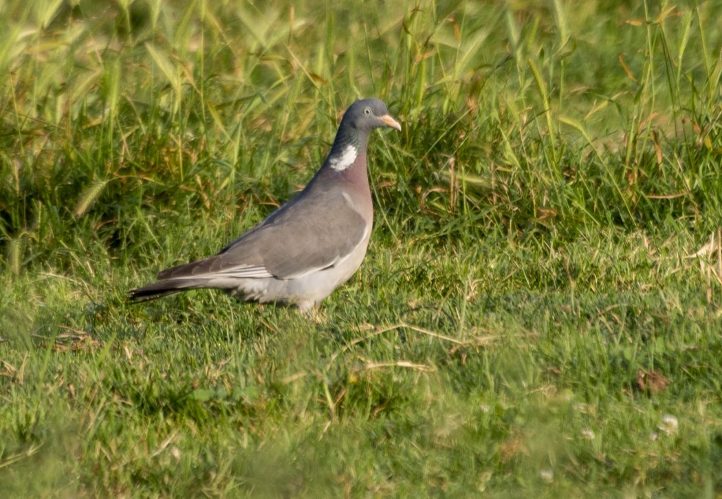 Common Wood Pigeon