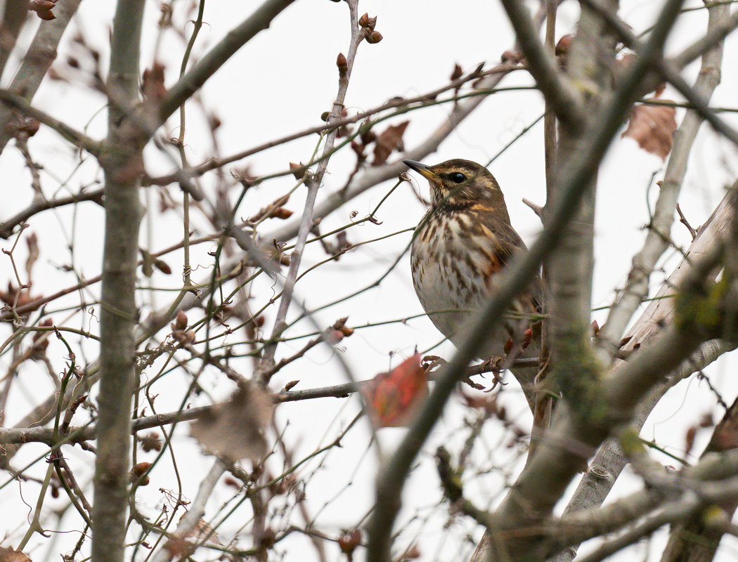 Redwing