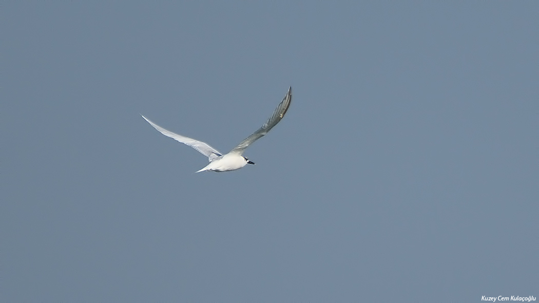 Sandwich Tern