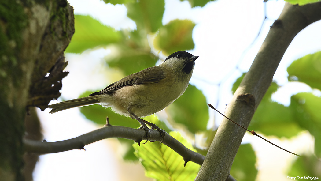Marsh Tit