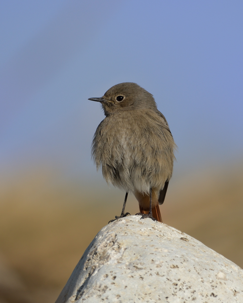 Black Redstart