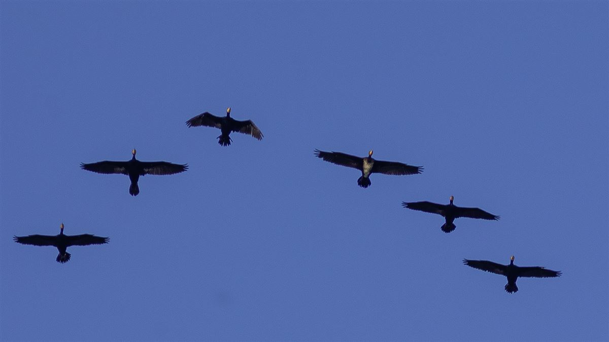 Great Cormorant