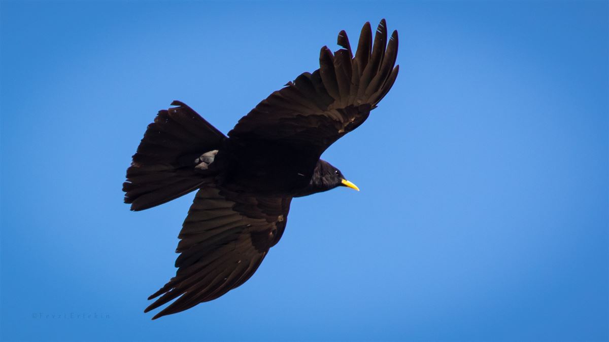 Alpine Chough