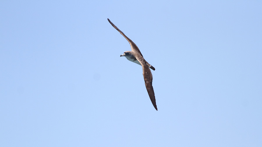 Scopoli`s Shearwater