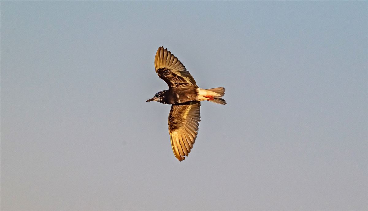 White-winged Tern
