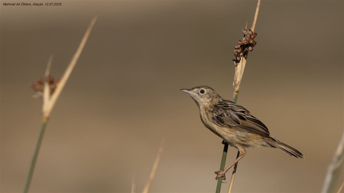 Zitting Cisticola