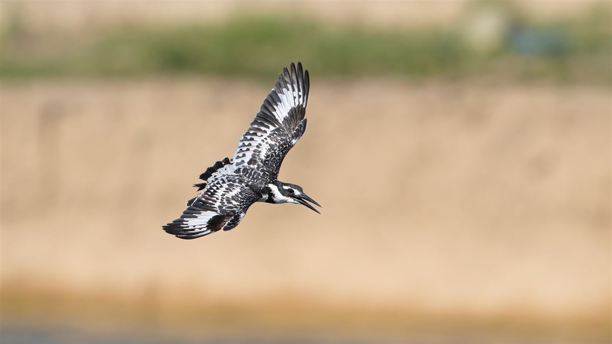 Pied Kingfisher
