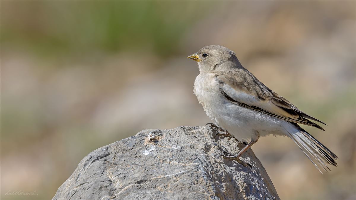 White-winged Snowfinch