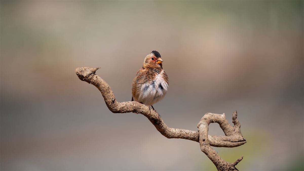 Crimson-winged Finch