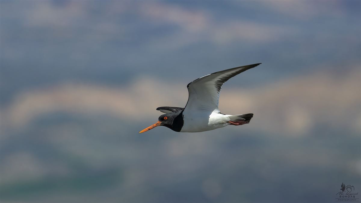 Eurasian Oystercatcher