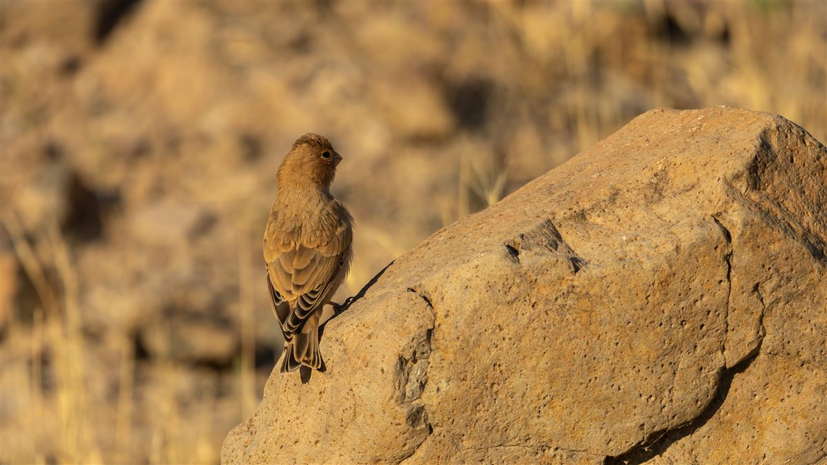 Trumpeter Finch