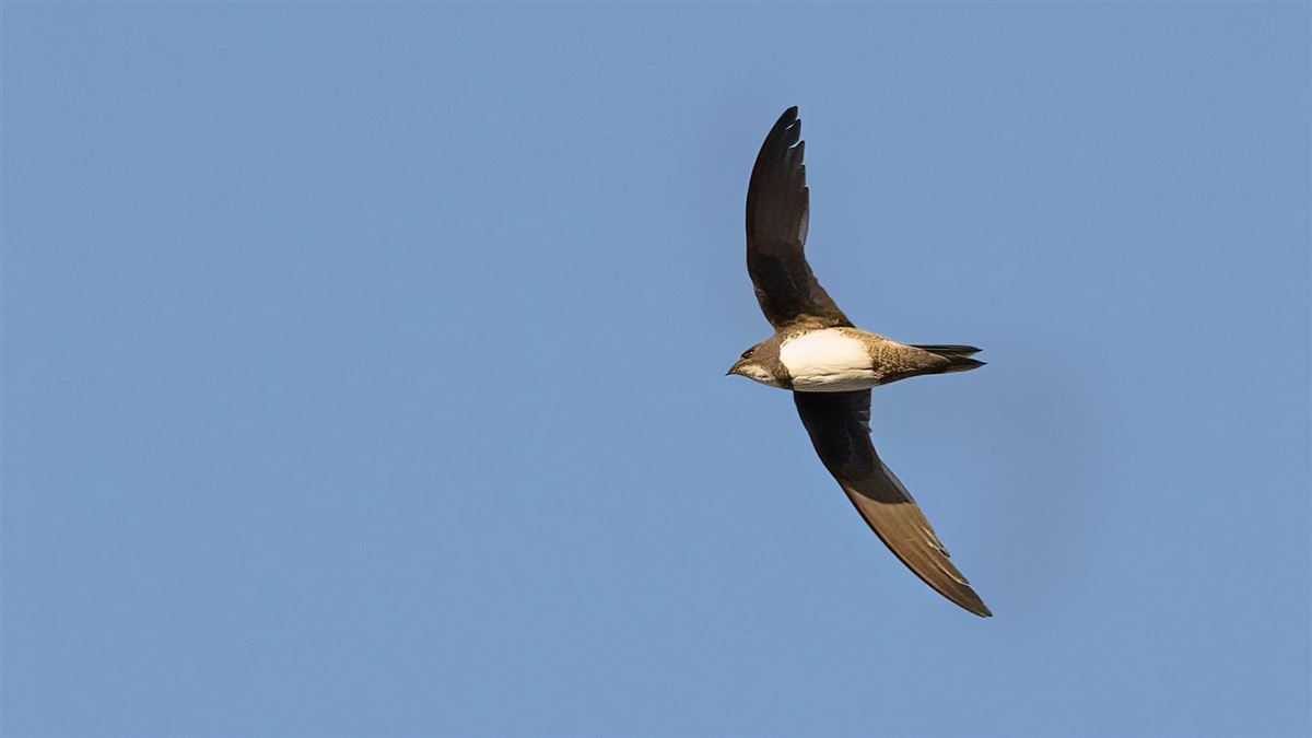 Alpine Swift