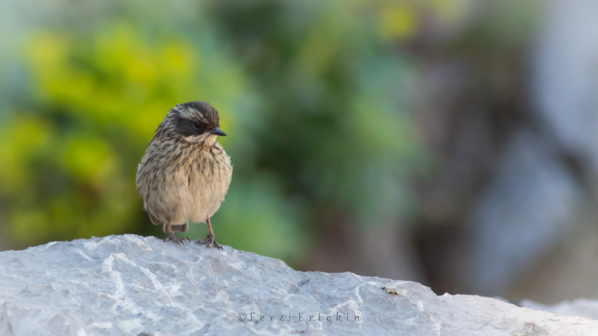 Radde`s Accentor