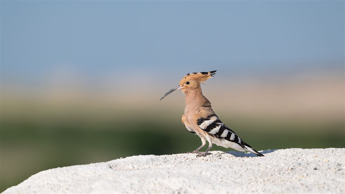 Common Hoopoe