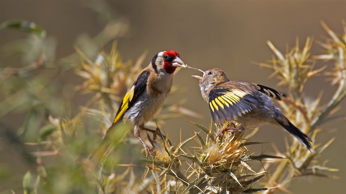 European Goldfinch