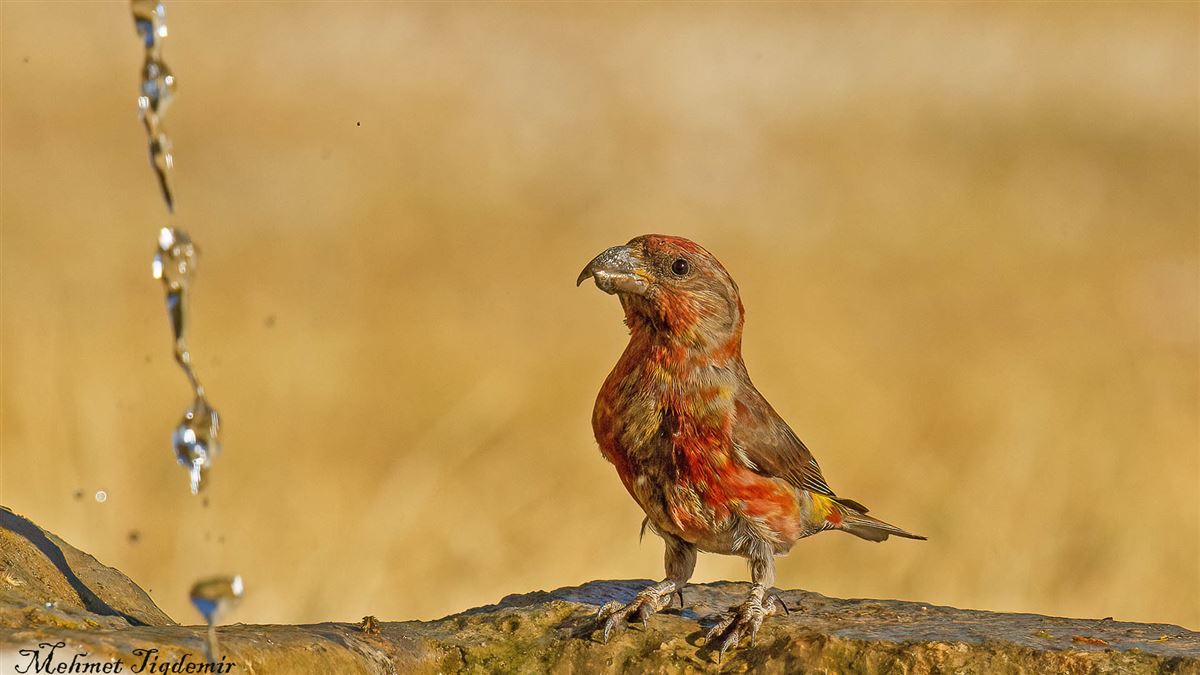 Red Crossbill