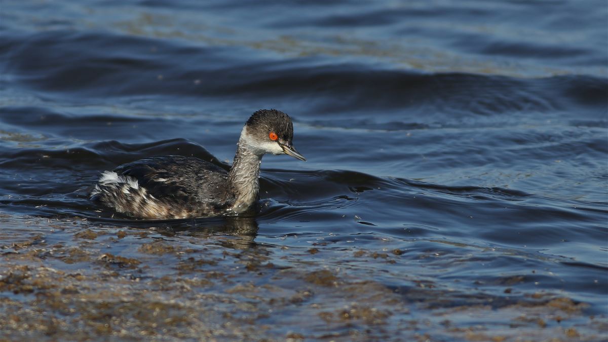 Black-necked Grebe