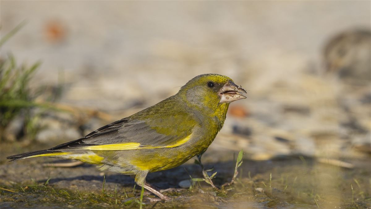 European Greenfinch