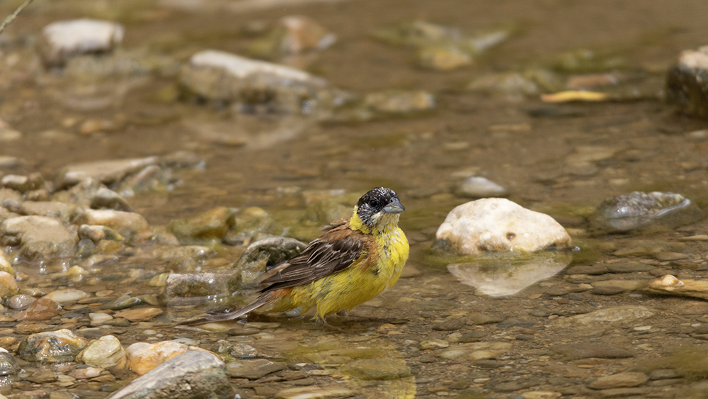 Black-headed Bunting